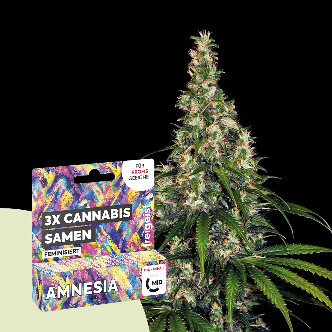 2g Hanfsamen Feminisiert